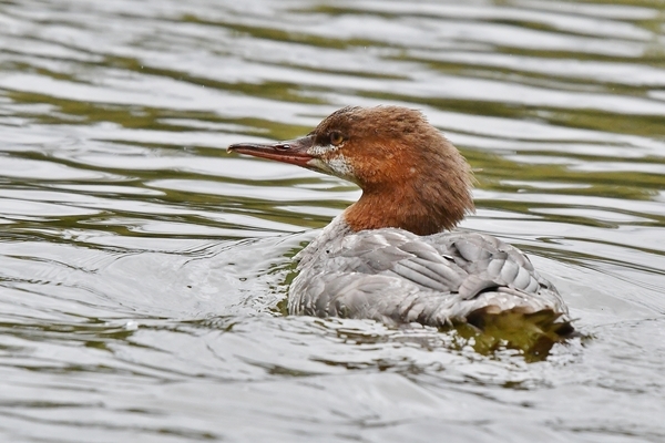 DSC 0362 Common Merganser  Bella Coola River