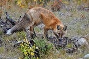 DSC 0771 red fox Puntzi Lake