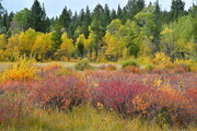 DSC 0963 birch meadow Puntzi