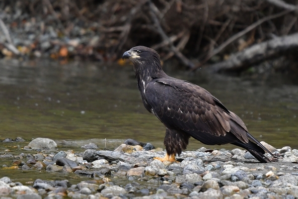 Immature bald eagle Bella Coola trip