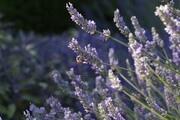 lavendar bees 2 067   Copy