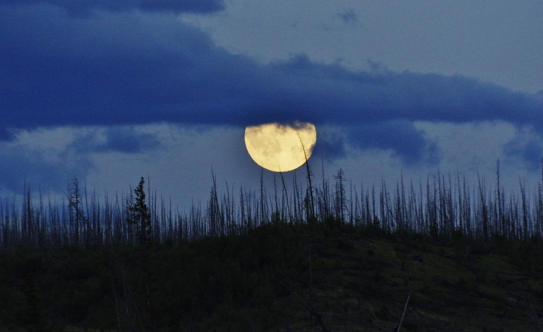 Moonrise Through the Burn, Talbot Lake, 2015